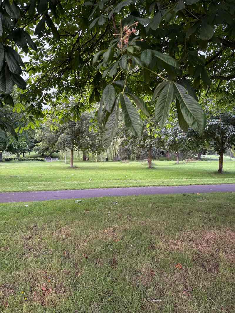 walking near me in Griffith Park in summer