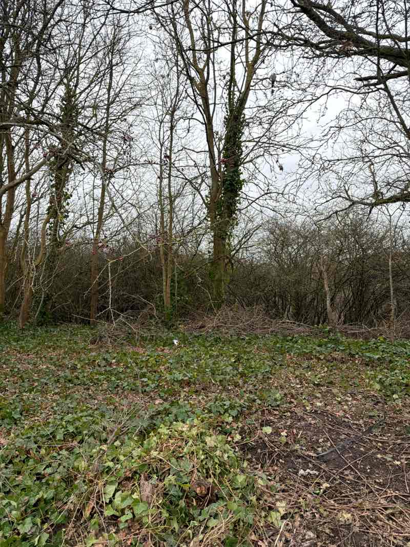 walking near me in Horsenden Hill Open Space in winter