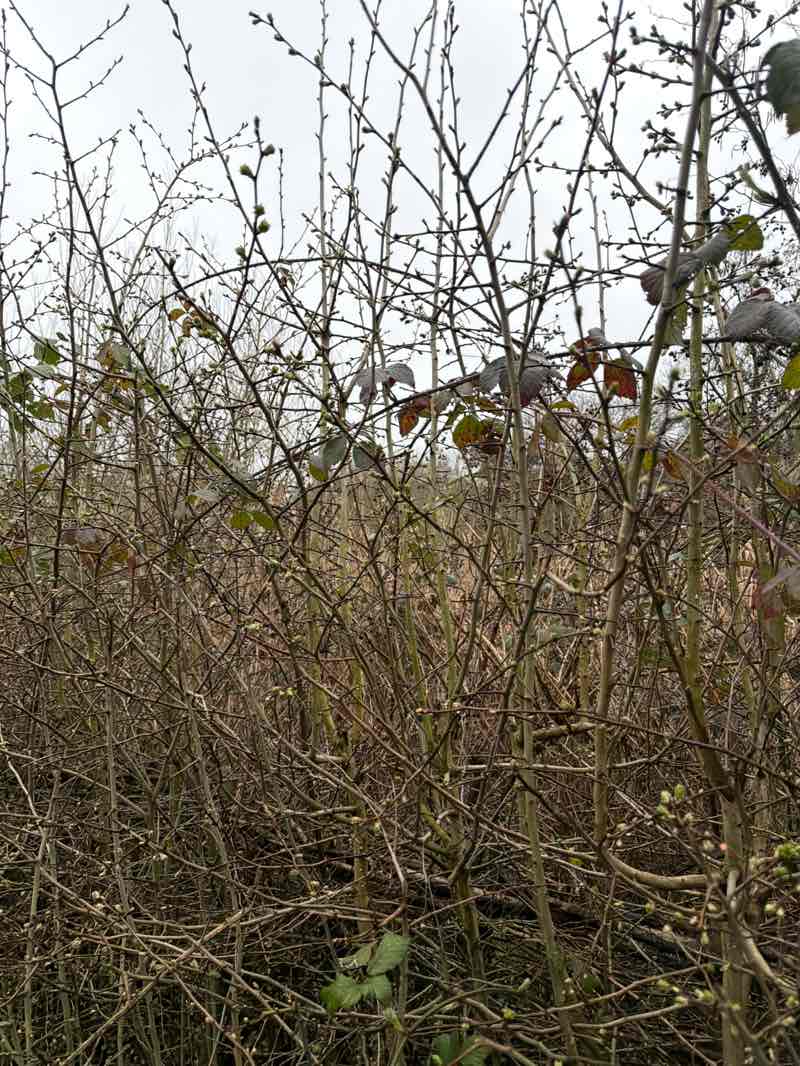 walking near me in Horsenden Lower Thrifts Field in spring