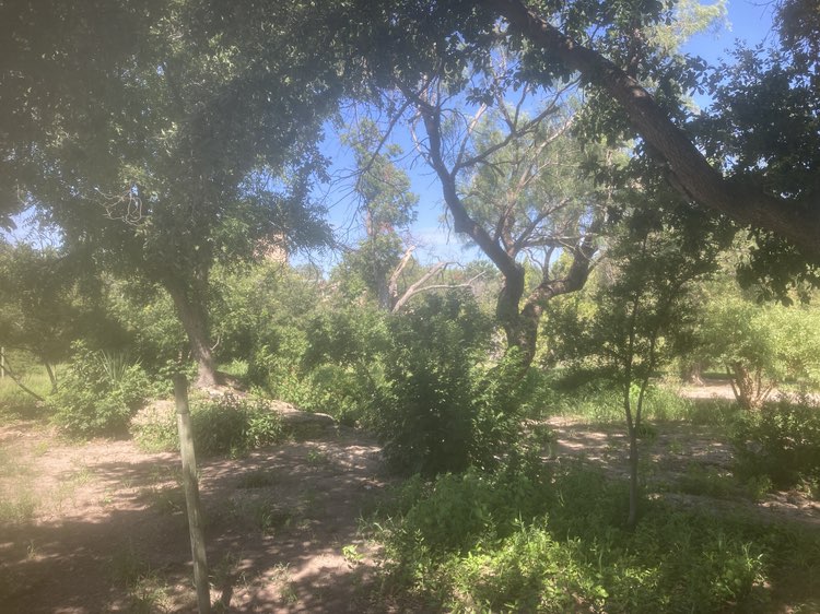 walking near me in Rio Concho Park in autumn