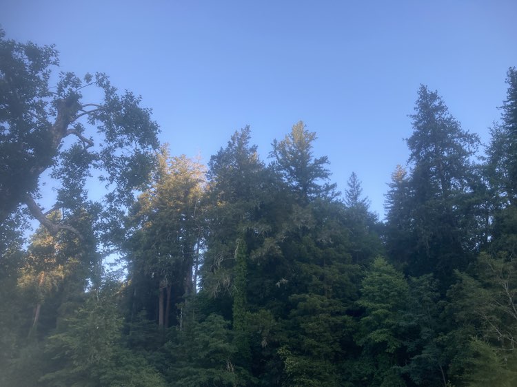walking near me in Ben Lomond County Park in summer