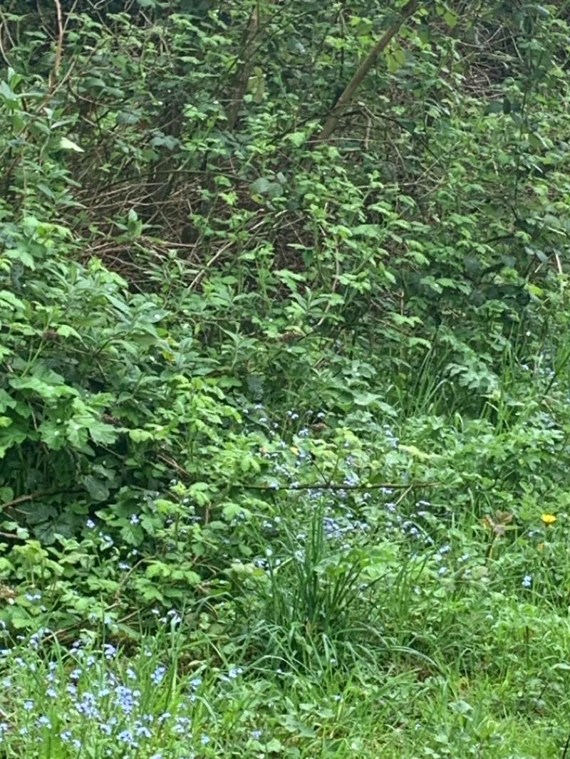 walking near me in Miss Machin's Field in winter