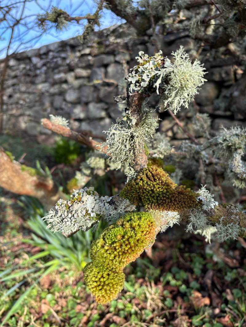 walking near me in Seafield Park in winter