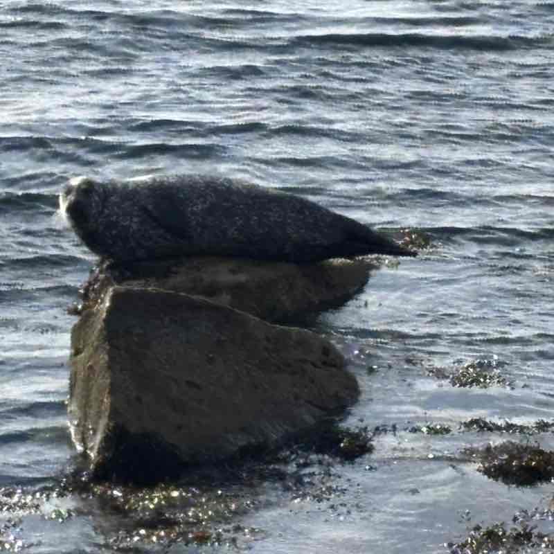 PacerGal_1971 post 1