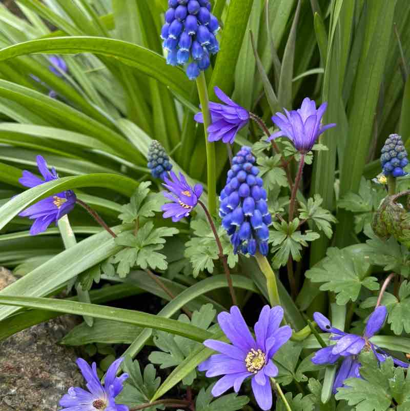 PacerGal_1971 post 3