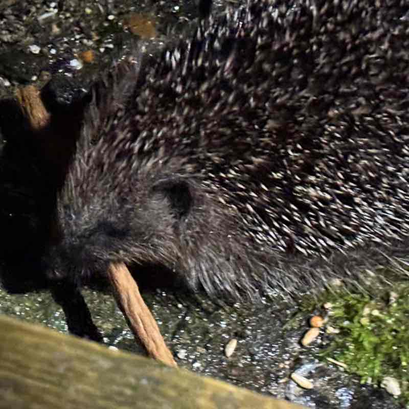 PacerGal_1971 post 1