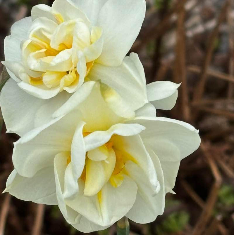 PacerGal_1971 post 2