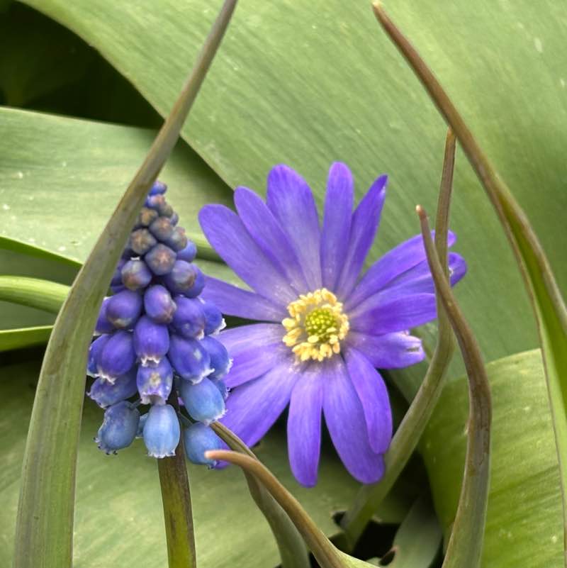 PacerGal_1971 post 1