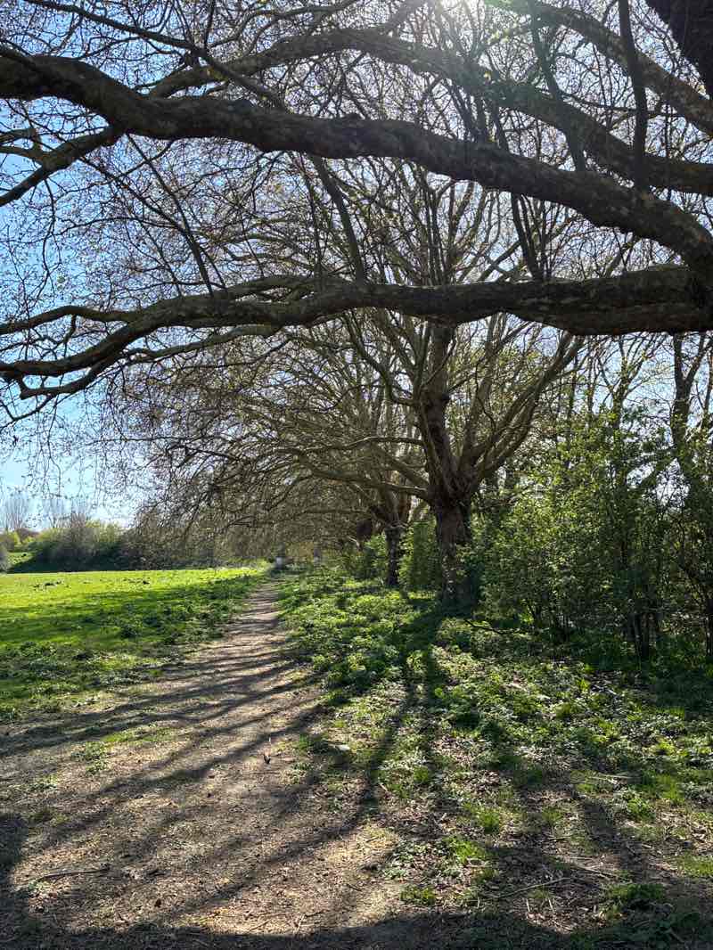 walking near me in Old Deer Park in spring