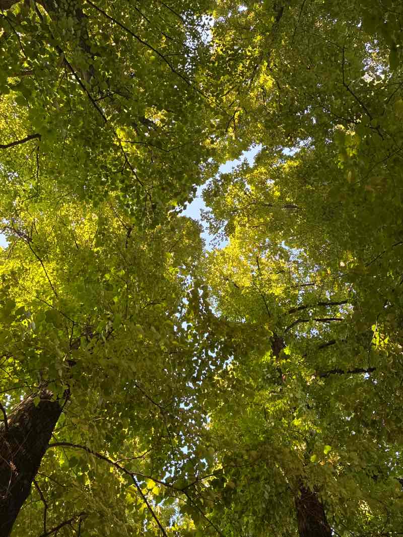walking near me in Parco San Valentino in summer