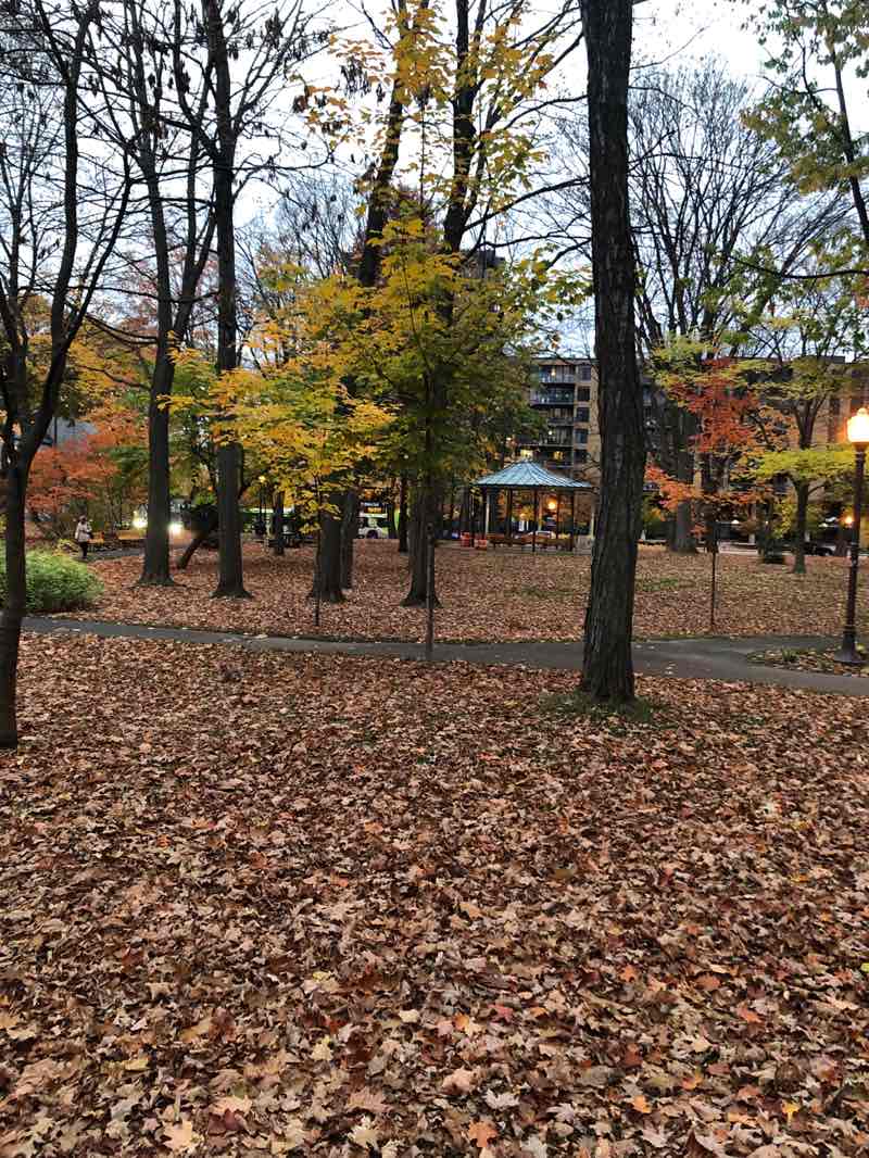 walking near me in Parc Samuel Holland in autumn