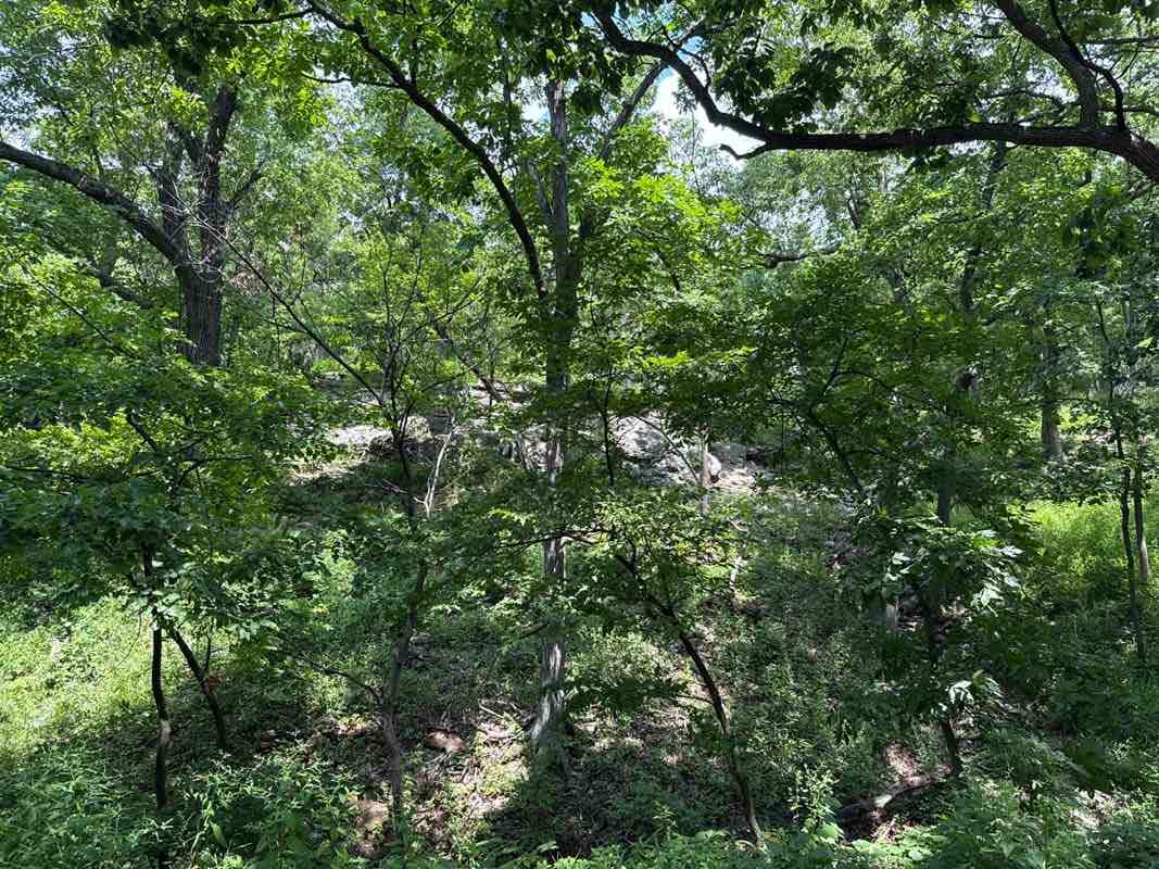 walking near me in Swope Park in summer