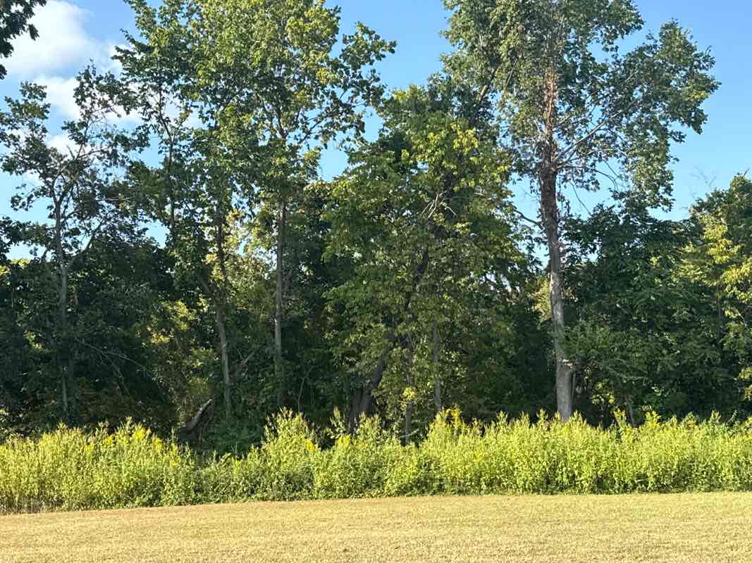 walking near me in Hidden Hollow Park in autumn
