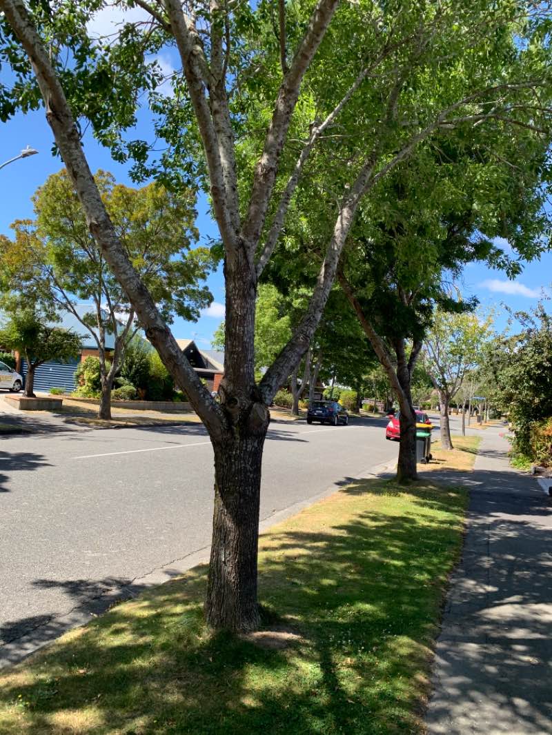 walking near me in Riccarton Bush in summer
