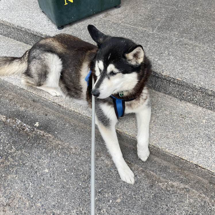 HuskyMom