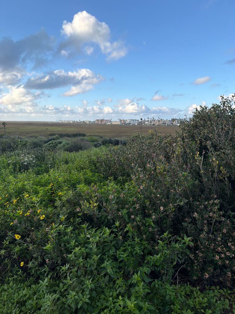 walking near me in Tijuana Slough National Wildlife Refuge in winter