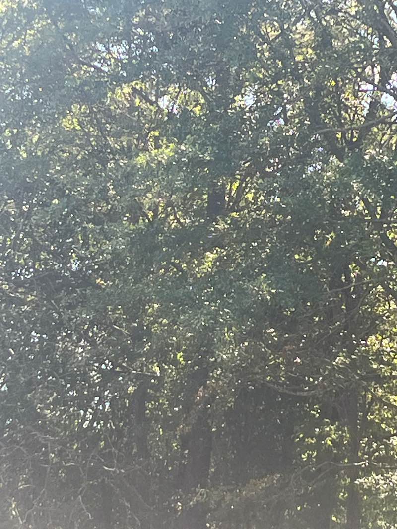 walking near me in Harris Park in autumn