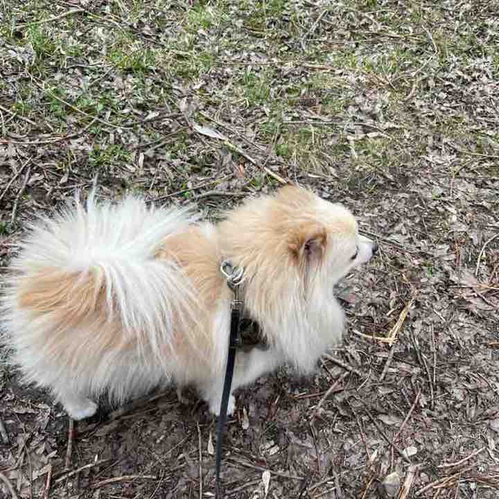 ТУСУР - Победный забег Лилия Осипова post image