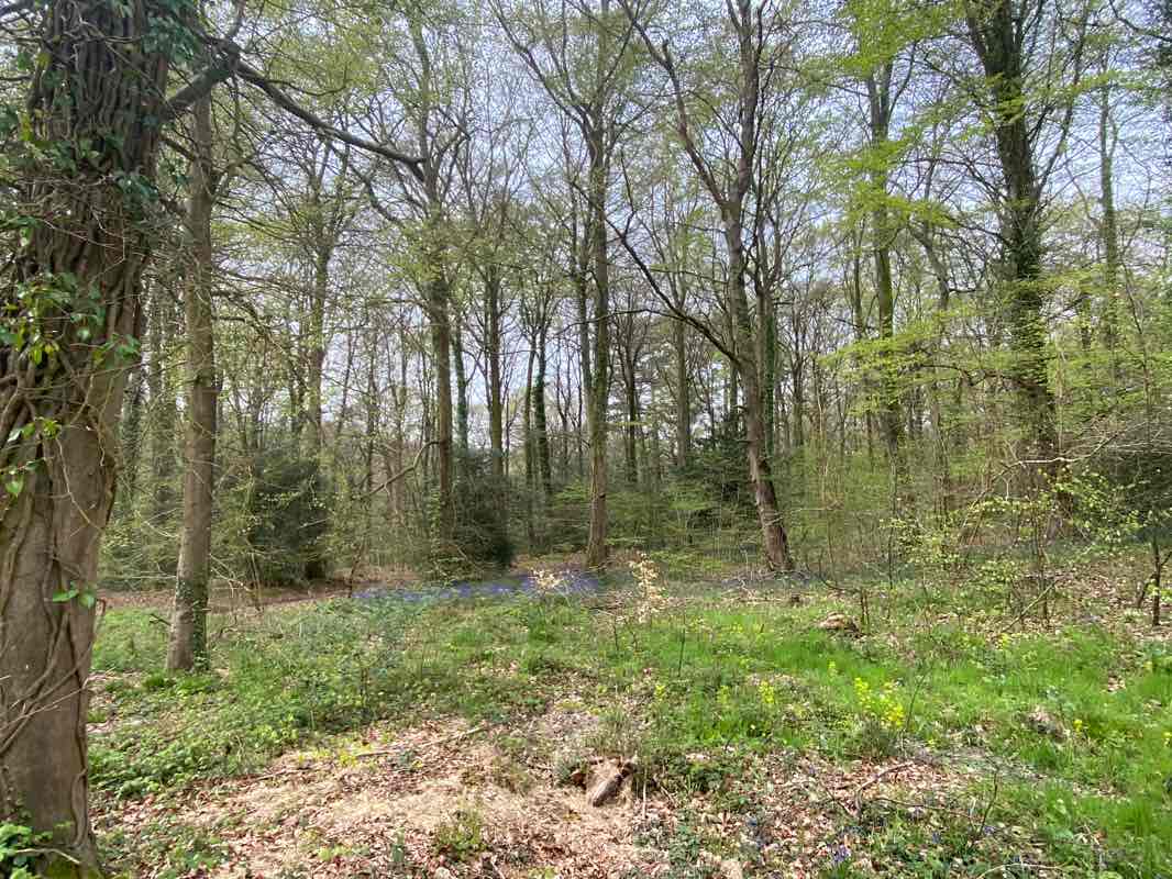 walking near me in Forest of Bere in winter