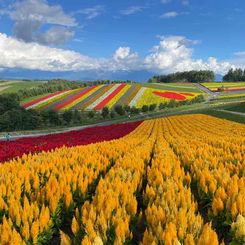 小明—2015 post 2