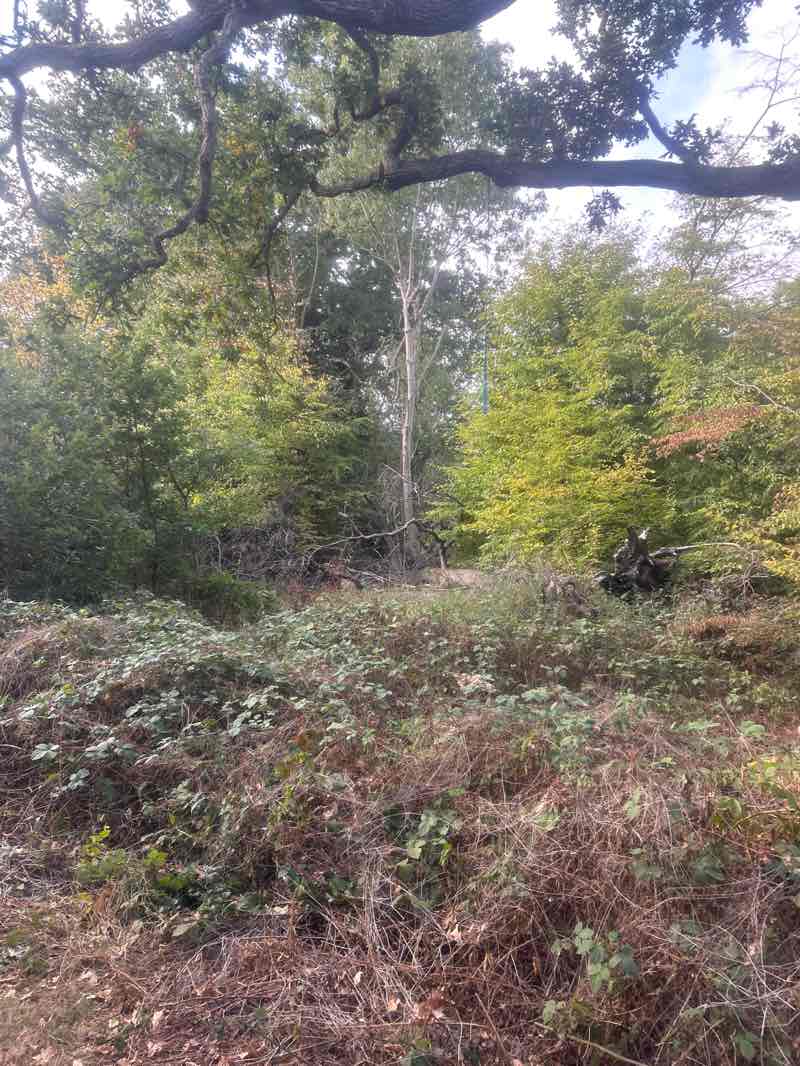 walking near me in Hilly Fields in autumn