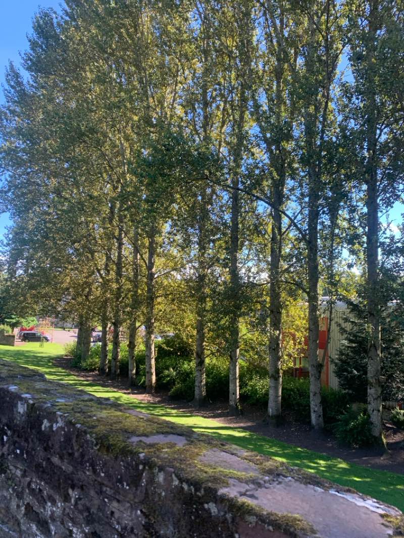 walking near me in Den Park in winter