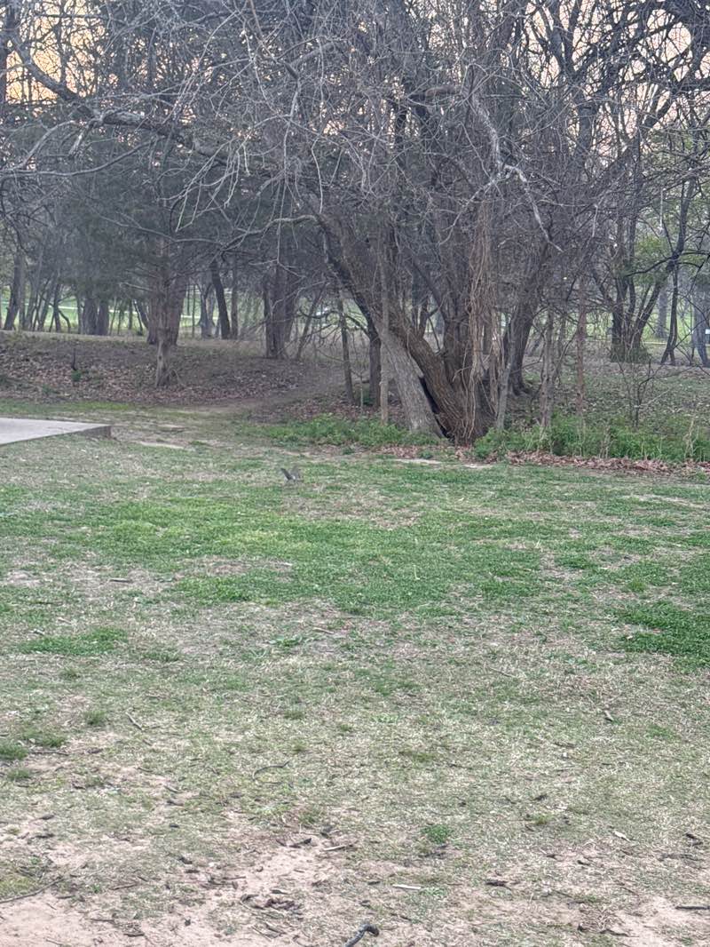 walking near me in Gulley Park in spring