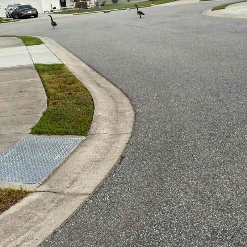 I ❤️ My Pets Dee post image