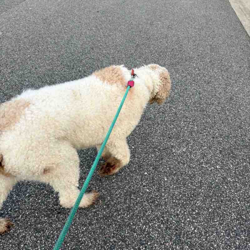 I ❤️ My Pets Dee post image