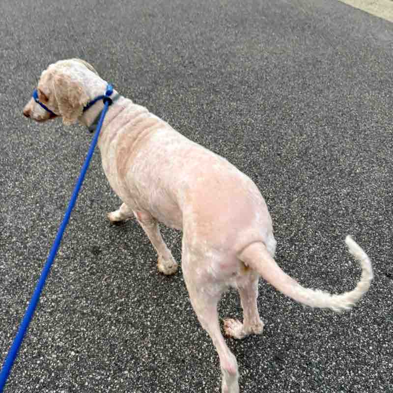 I ❤️ My Pets Dee post image