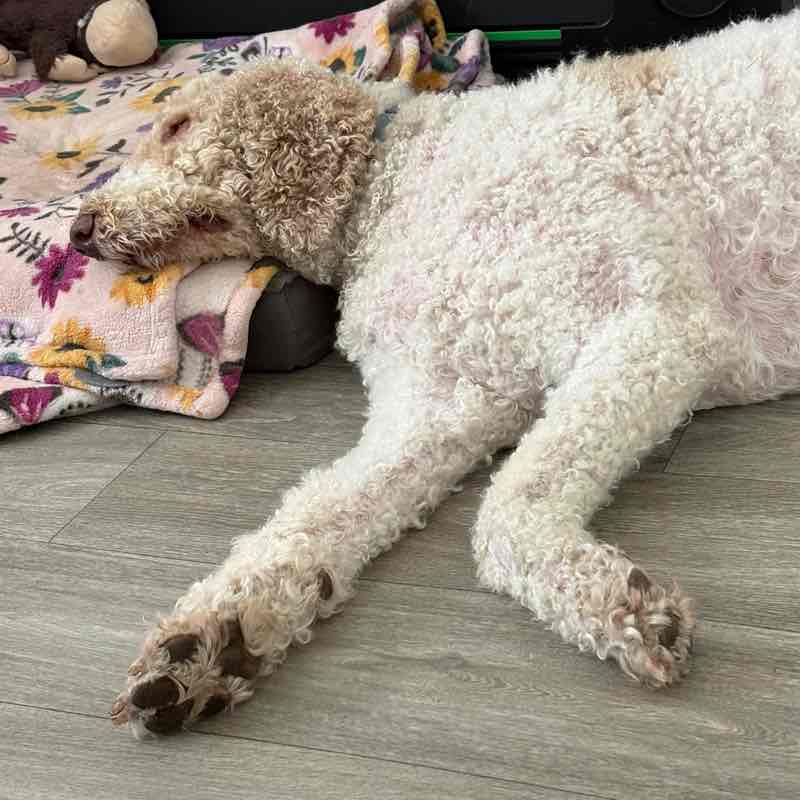 I ❤️ My Pets Dee post image