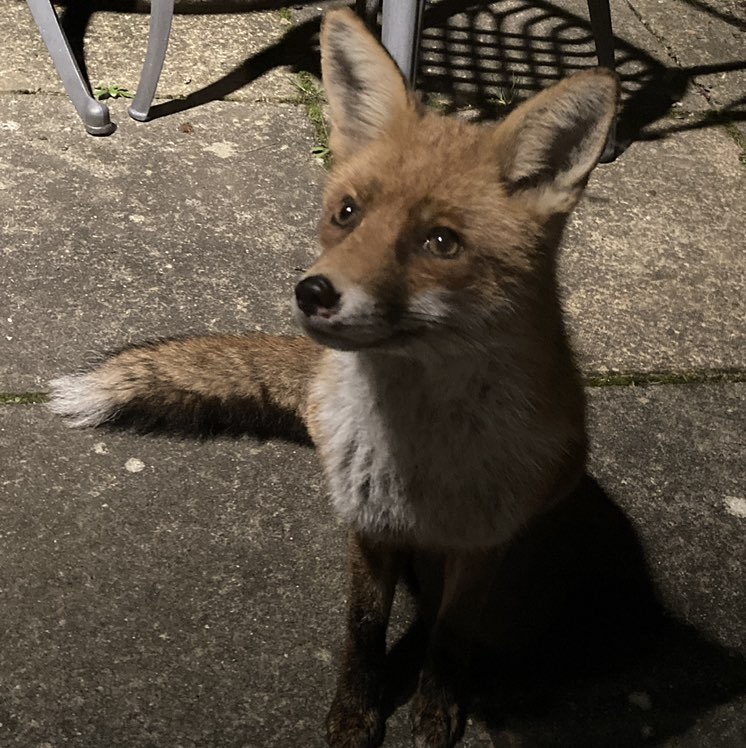 TwinSista 🇩🇪🇬🇧