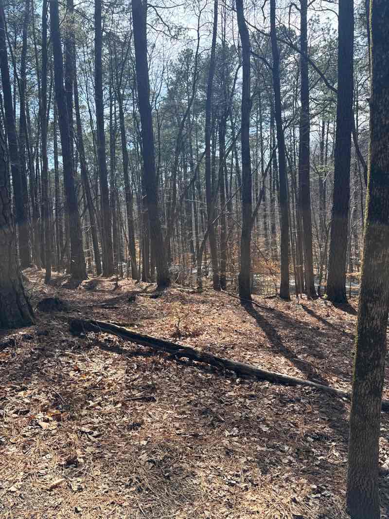 walking near me in William B. Umstead State Park in spring