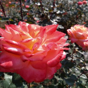 エブリィ profile