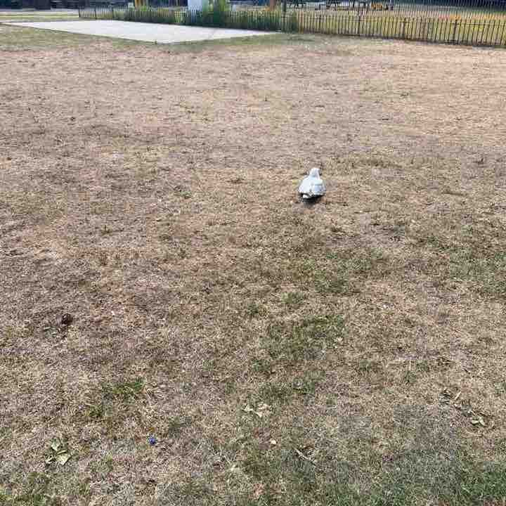 Elvis Pretzel post 1