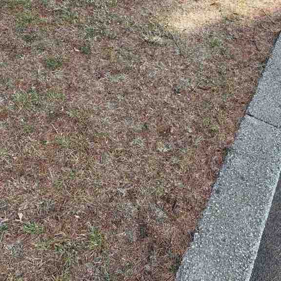 Elvis Pretzel post 1