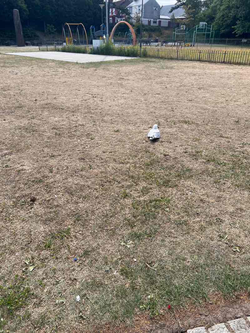 walking near me in Central Park in summer
