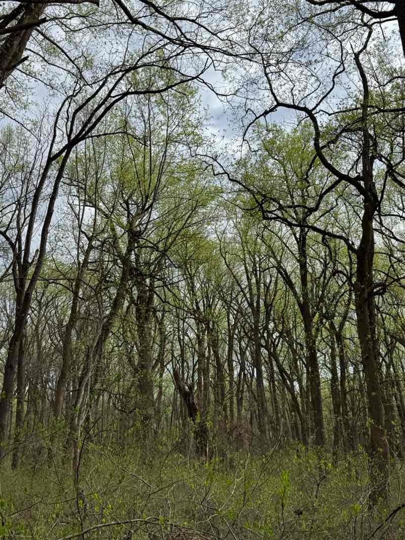 walking near me in Rockburn Branch Park in spring