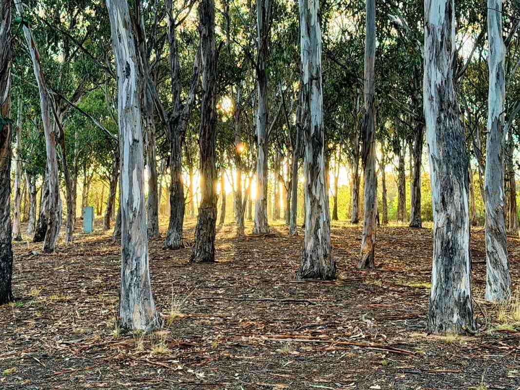 walking near me in Kings Park in summer