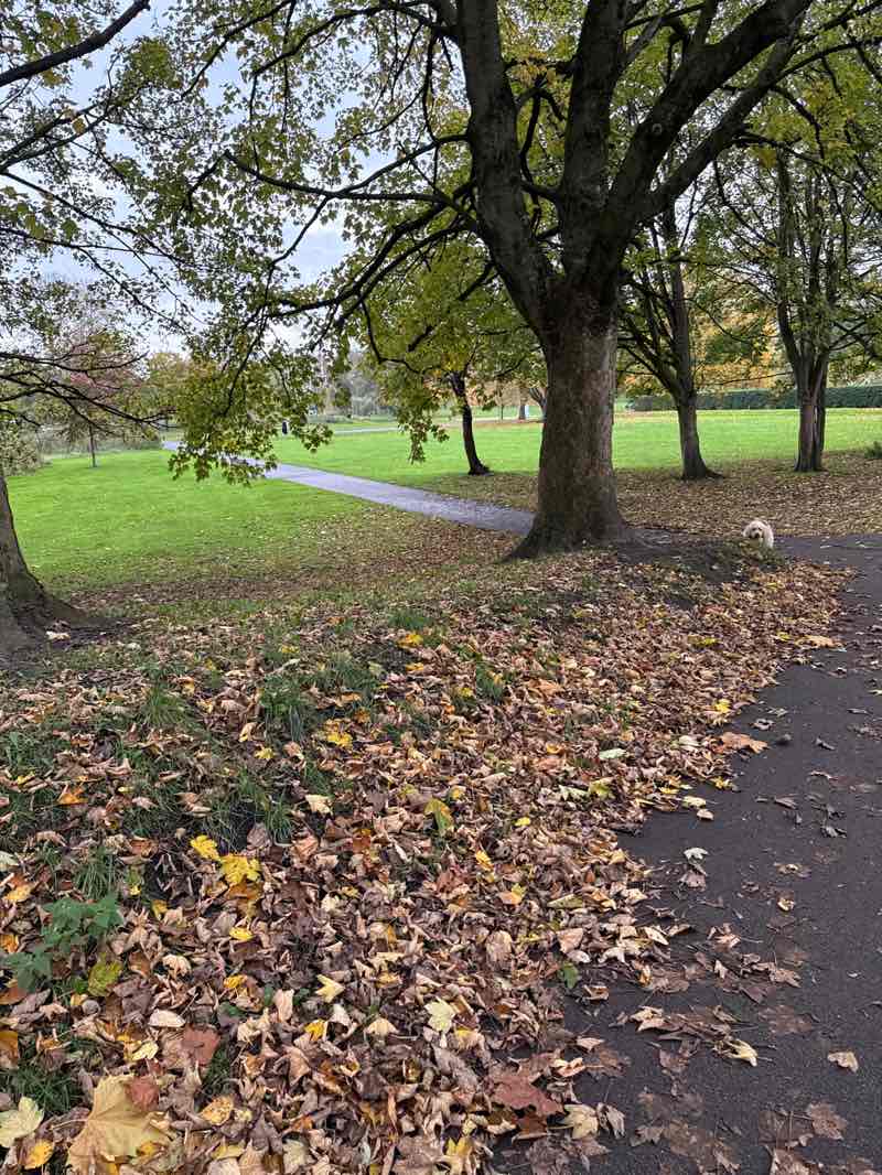 walking near me in Peel Park in autumn