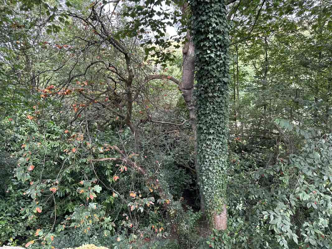 walking near me in Hayfield Park in autumn