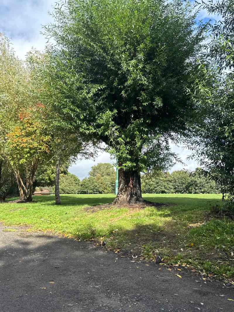 walking near me in David Lewis Recreational Ground in autumn