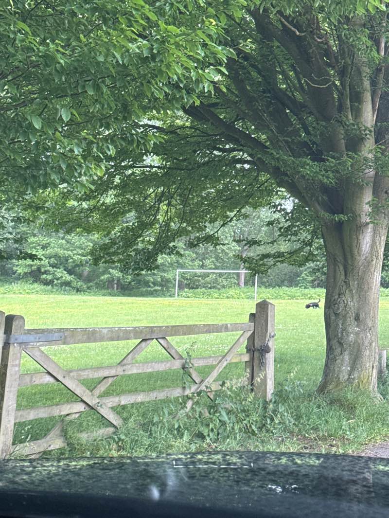 walking near me in Prestbury Park in summer