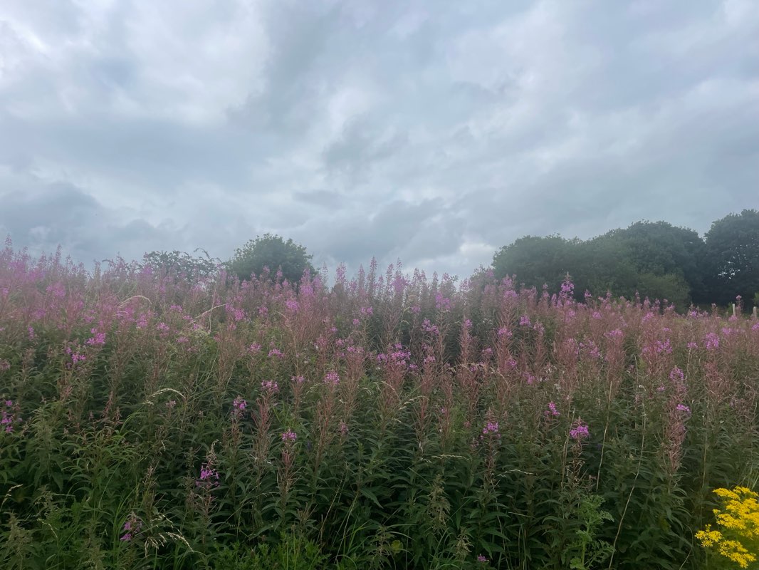 walking near me in Laighhills Public Park in autumn