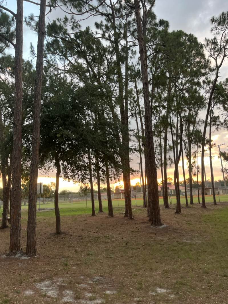 walking near me in Three Oaks Park in spring