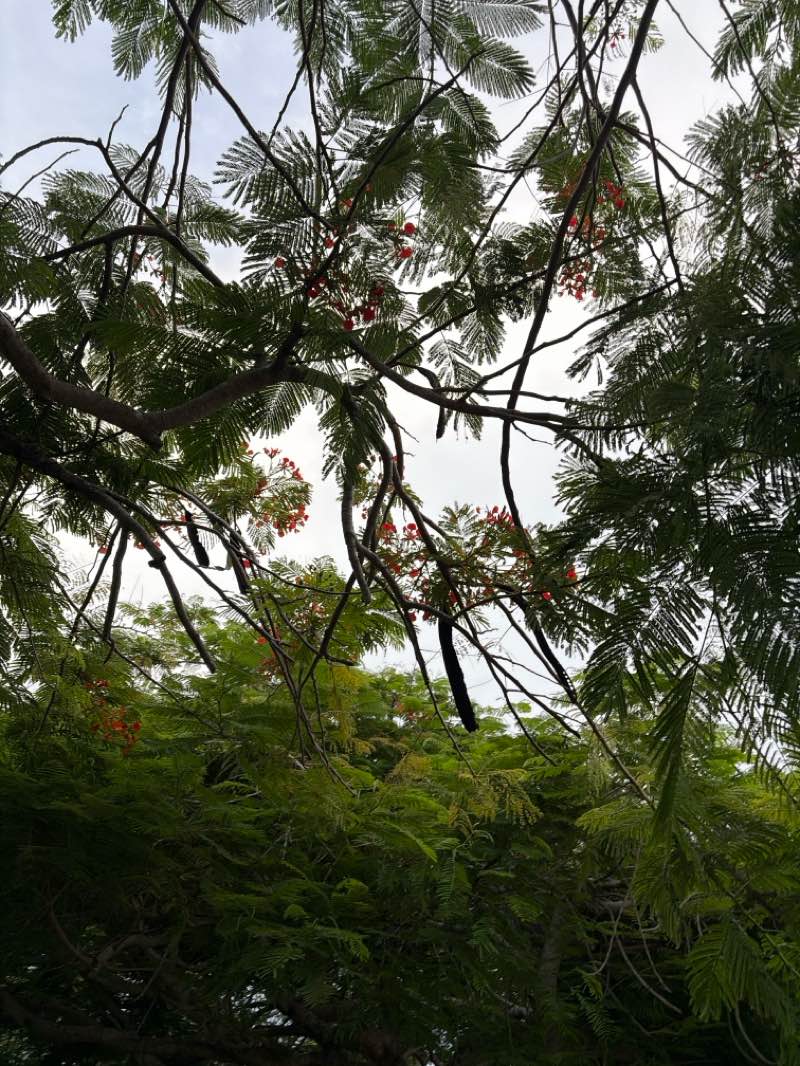 walking near me in Westwind Lakes Community Park in summer