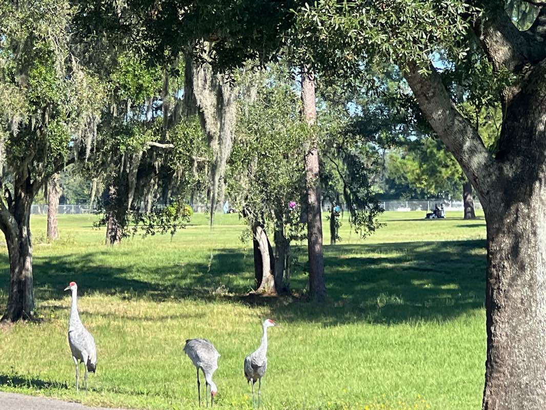 walking near me in Gunner Paw Park in autumn