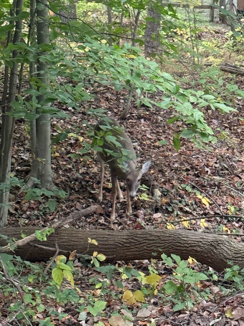 walking near me in Westchester Woods Local Opens Space in autumn