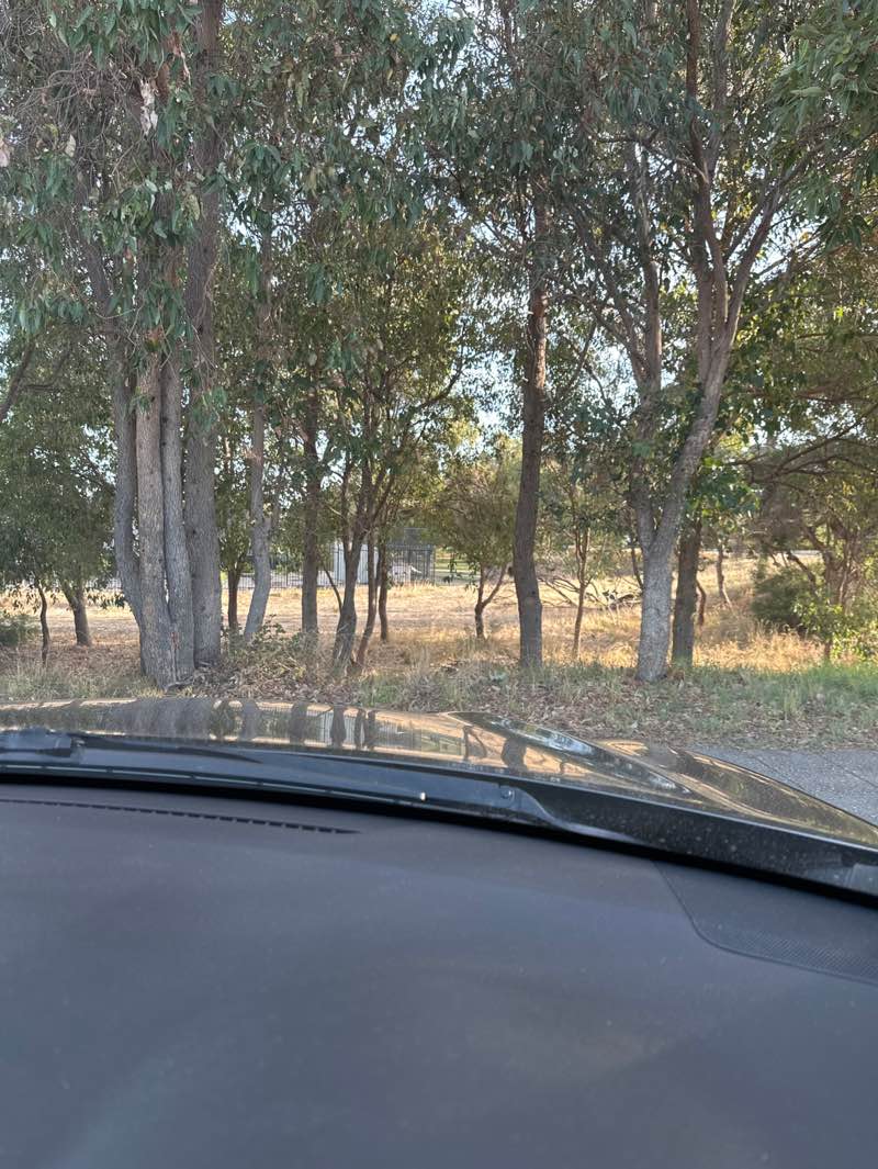 walking near me in School Oval in autumn