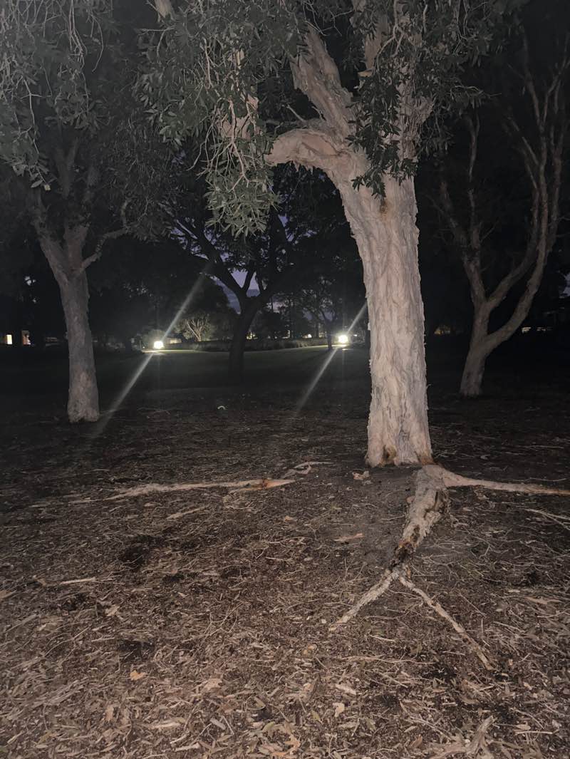walking near me in Taranto Park in winter